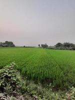 paisagem com belo campo de arroz da aldeia de kushtia, bangladesh, ásia. linda natureza. foto