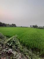 paisagem com belo campo de arroz da aldeia de kushtia, bangladesh, ásia. linda natureza. foto