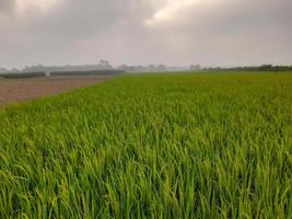 paisagem com belo campo de arroz da aldeia de kushtia, bangladesh, ásia. linda natureza. foto