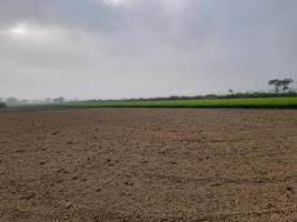 paisagem com belo campo de arroz da aldeia de kushtia, bangladesh, ásia. linda natureza. foto