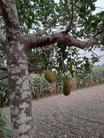 jacas penduradas na árvore. a jaca é a fruta nacional de bangladesh, na ásia. é uma fruta sazonal do verão. deliciosa fruta jaca cresce na árvore foto