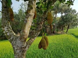 jacas penduradas na árvore. a jaca é a fruta nacional de bangladesh, na ásia. é uma fruta sazonal do verão. deliciosa fruta jaca cresce na árvore foto