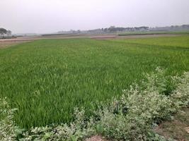 paisagem com belo campo de arroz da aldeia de kushtia, bangladesh, ásia. linda natureza. foto