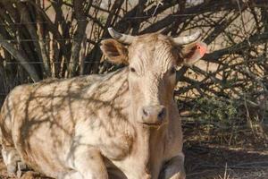 retrato de vaca leiteira sentada no campo foto