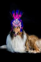 retrato de um collie áspero com arnês de penas para o carnaval foto