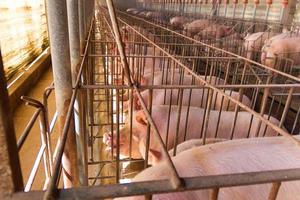 incubadora de suínos industriais para consumir sua carne foto