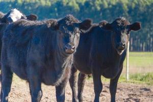 retratos de vacas negras pastando no campo argentino foto