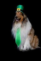 retrato de um cão collie áspero com cartola do dia de são patrício foto