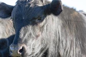 retratos de vacas negras pastando no campo argentino foto