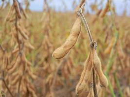 detalhe da vagem de soja na plantação do campo foto