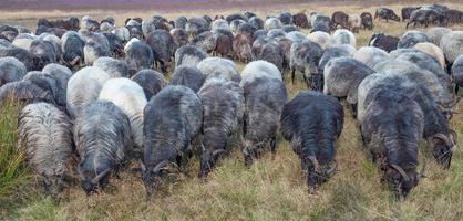 paisagem com ovelhas da charneca --heidschnucke-- na charneca de lueneburg, alemanha foto