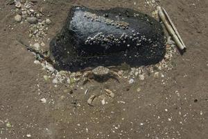 caranguejo de praia --carcinus maenas-- em frente ao seu castelo na praia na maré baixa, mar do norte, norte da frísia, alemanha foto