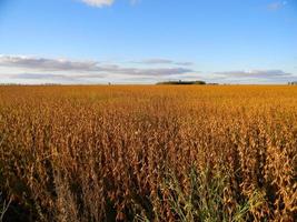 paisagem de campo com plantação de soja madura foto