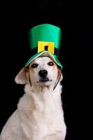 retrato de um cachorro vira-lata com chapéu do dia de são patrício foto