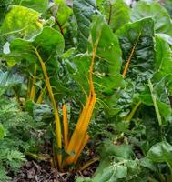 planta de acelga colorida na horta orgânica foto