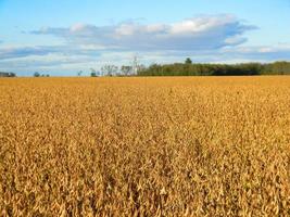 paisagem de campo com plantação de soja madura foto