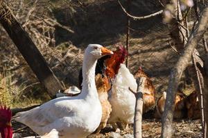 retrato do ganso no galinheiro na fazenda foto