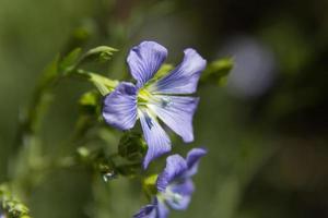 detalhe da flor de linho no jardim foto