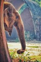 tiro vertical de um elefante adorável no zoológico foto