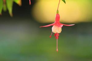 fuchsia hybrida em estufa, regensburg, alemanha foto