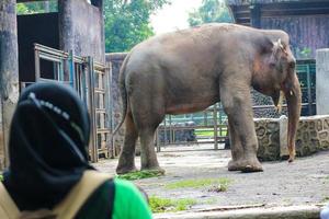 Jacarta, Indonésia, em dezembro de 2022. o zoológico de Ragunan é um dos lugares preferidos de famílias pequenas e grandes foto