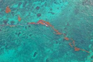 mar do caribe coberto por algas sargaço em tulum foto