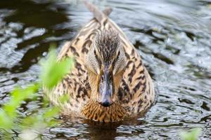 patos selvagens no lago perto do rio Danúbio na alemanha foto