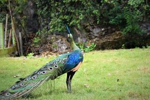 um pavão na grama do parque, um lugar turístico foto