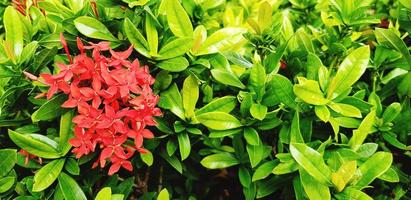 lindo buquê de espiga, flor vermelha ou ixora florescendo no jardim. beleza da natureza, vida crescente e planta natural. nome científico da flor é ixora coccine foto