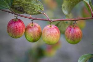 frutas jujuba vermelhas ou maçã kul boroi em um galho no jardim. profundidade superficial de campo foto