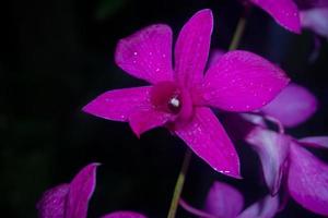 orquídeas - banco de imagens foto