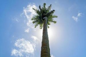 palmeira de coco isolada no céu foto
