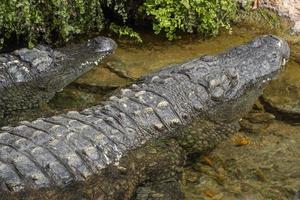 crocodilo na água perto da costa foto