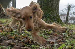 feliz cachorrinho cocker spaniel pulando foto