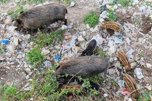 peste suína javali na cidade de Gênova, rio bisagno, vida selvagem urbana, procurando comida no lixo e descansando foto