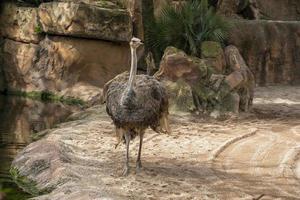 retrato de avestruz de perto foto