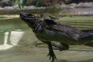 soa soa lagarto de água das filipinas foto