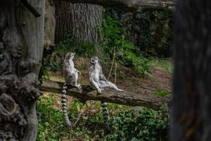 macaco lêmure enquanto abre os braços para o sol foto