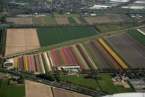 campos de tulipas holanda vista aérea do avião foto