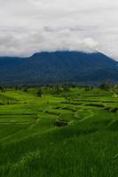 bela vista matinal da vista panorâmica dos campos de arroz indonésios com montanha foto