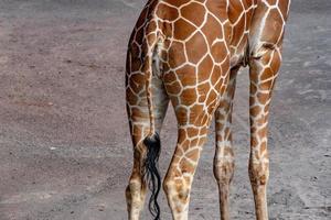 cauda da girafa da Tanzânia fecha a textura padrão do retrato foto