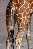 cauda da girafa da Tanzânia fecha a textura padrão do retrato foto