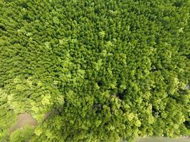 incrível floresta de mangue abundante, vista aérea do ecossistema da floresta tropical de árvores da floresta e fundo de ambiente saudável, textura da floresta de árvores verdes de cima para baixo, vista de alto ângulo foto