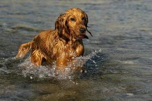 cachorrinho feliz cocker spaniel no rio foto