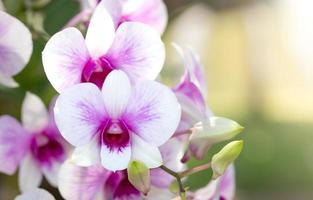 flor roxa da orquídea phalaenopsis foto