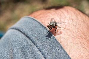 voar na pele do homem enquanto morde de perto foto