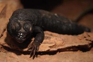 lagarto de cauda espinhosa foto