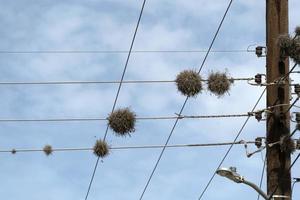 planta aérea Tillandsia recurvata crescendo em linhas de energia em Baja California foto