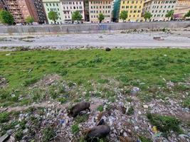 peste suína javali na cidade de Gênova, rio bisagno, vida selvagem urbana, procurando comida no lixo e descansando foto