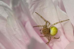 aranha branca na pétala foto